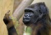 keine-lust-auf-paparazzo-gorilla-zeigt-fotografen-rotzfrech-den-mittelfinger-37392.jpg