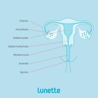 DE_anatomy_lunette_reproductive_480x480.jpg