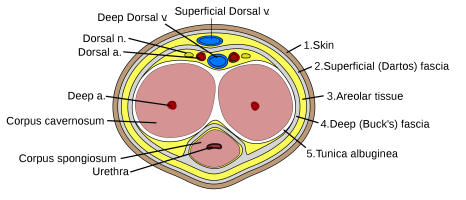 Penis_cross_section.svg.png