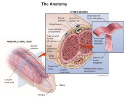 anatomy-1.jpg