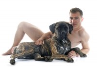 naked-man-italian-mastiff-front-white-background-59845578.jpg