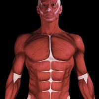 Priv-1d-Body-painting-anatomy.jpg