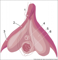 Clitoris_inner_anatomy_numbers.png