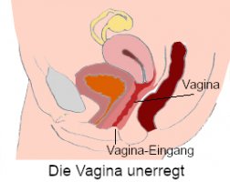 vagina-unerregt-ls.jpg