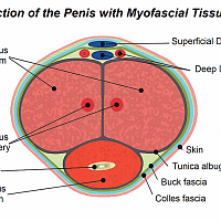 penis-cross-section-myofascial-tissues-1024x659.png